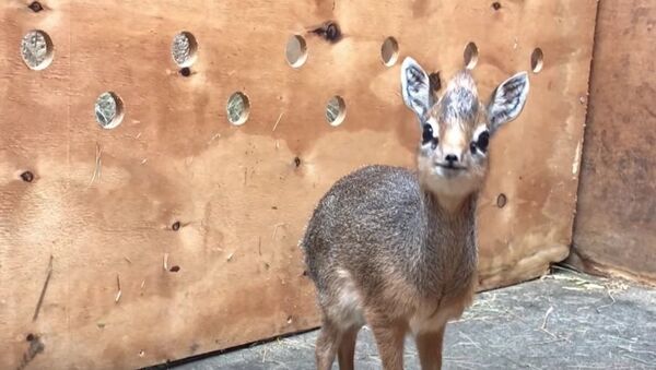 The Cutest Little Animal Ever: Zoo Keepers in Chester Adopt Dik-Dik Antelope - Sputnik International