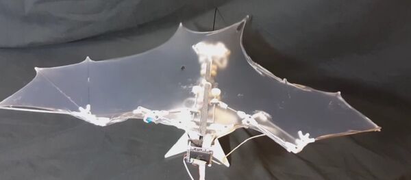 Bat Bot flying robot Bat Bot flying robot - Sputnik International