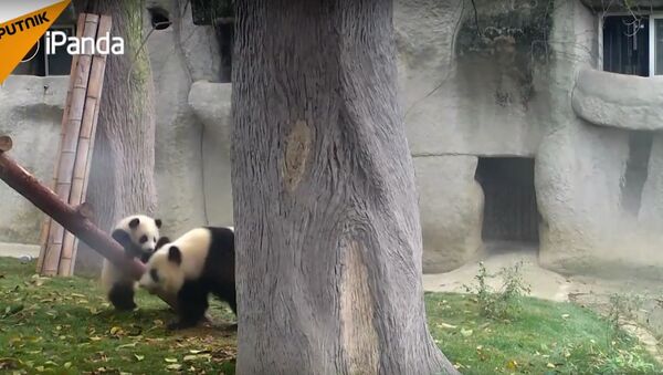 Cute Pandas Learn How To Climb - Sputnik International