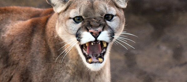 Cougar - Sputnik International