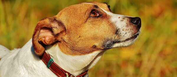 Jack Russell Terrier Jack Russell Terrier - Sputnik International