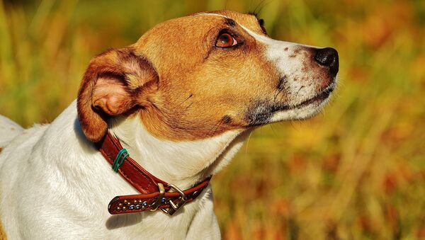 Jack Russell Terrier - Sputnik International