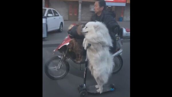 Chinese Dog Shows off Its ‘Pawsome’ Scooter Skills - Sputnik International