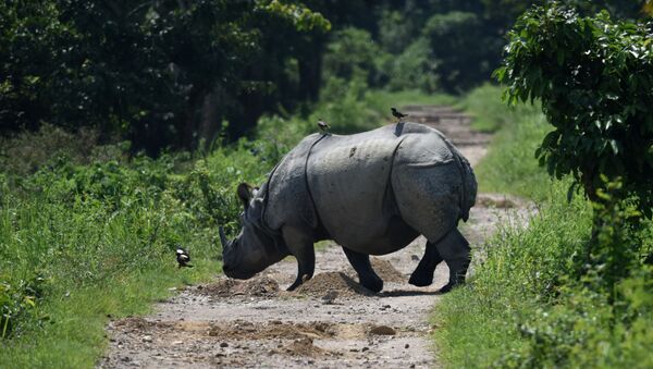 Indian one-horned rhino crosses a path in Kaziranga National Park, some 250kms east of Guwahati (File) - Sputnik International