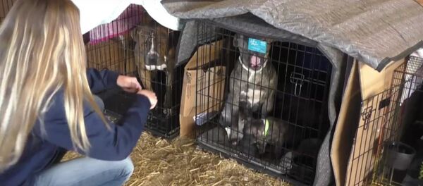 Pets Are Being Evacuated Due To The Oroville Dam Crisis - Sputnik International