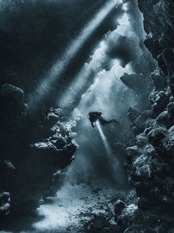 Underwater Photographer of the Year Winners Show Aquatic Beauty Across the Globe - Sputnik International