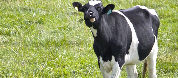 Cow - Sputnik International