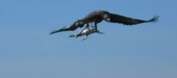 French Air Force Training Eagles To Bring Down Drones French Air Force Training Eagles To Bring Down Drones - Sputnik International