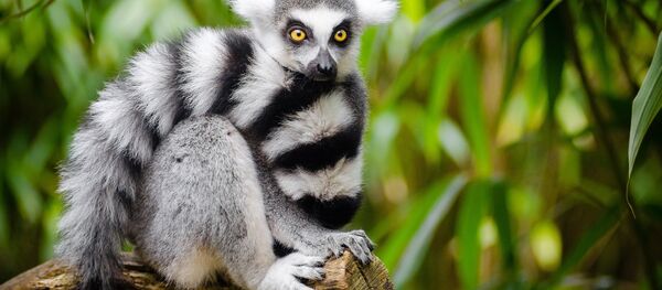 Lemur - Sputnik International