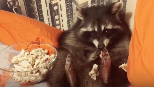 Adorable Domesticated Raccoons - Sputnik International