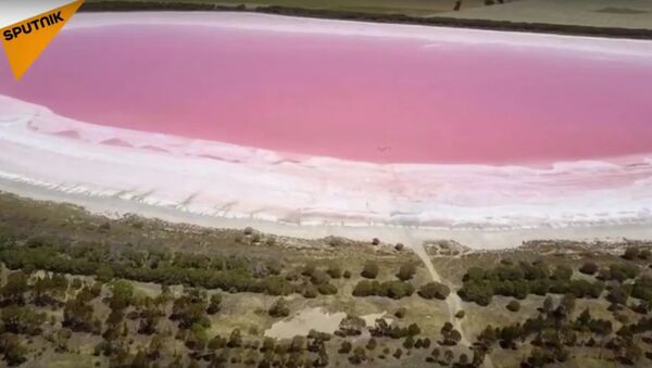 Pink Lake in Australia - Sputnik International