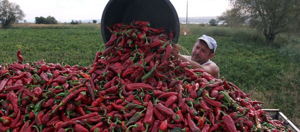 A farmer collects red paprika from a field in the village of Donja Lokosnica, near the city of Leskovac, Southern Serbia, on September 16, 2013 A farmer collects red paprika from a field in the village of Donja Lokosnica, near the city of Leskovac, Southern Serbia, on September 16, 2013 - Sputnik International