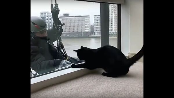 Window washer plays with cat while cleaning - Sputnik International