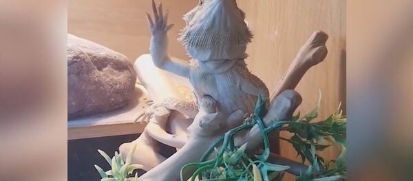 This is what my Lizard does when I wave to him This is what my Lizard does when I wave to him - Sputnik International