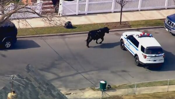 NYPD Chases Runaway Cow Through NYC Streets - Sputnik International