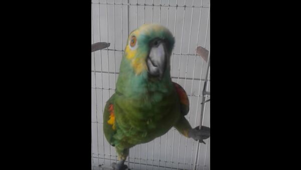Completo papagaio canta rihanna - Sputnik International