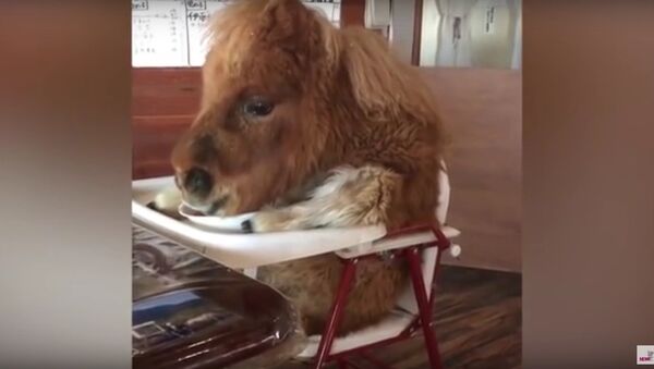 Miniature horse eating in a high chair sparks online outrage - Sputnik International