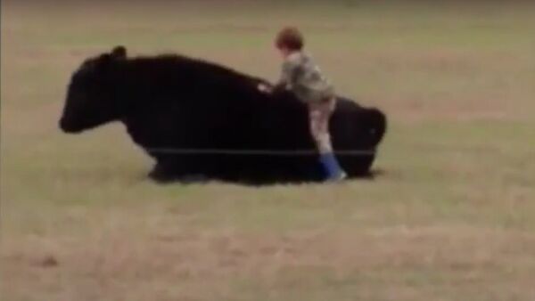 Young boy catapulted off bull's back after reckless father dares child to jump on animal - Sputnik International