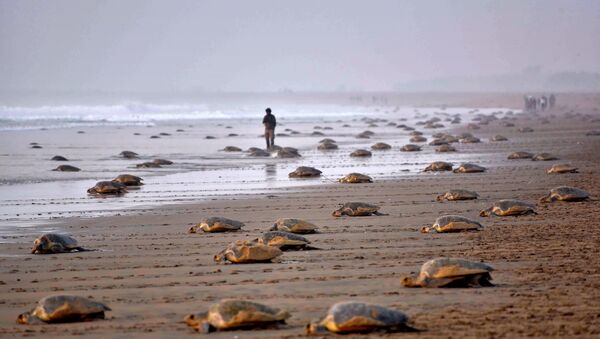 Olive Ridley Turtles (Lepidochelys olivacea) return to the sea after laying their eggs in the sand at Rushikulya Beach, some 140 kilometres (88 miles) south-west of Bhubaneswar, early February 16, 2017. - Sputnik International