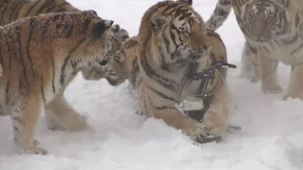 Chubby Siberian Tigers Hunt Electronic Bird of Prey - Sputnik International