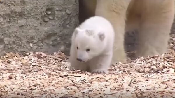 Munich Zoo's Polar Bear Cub Meets The World - Sputnik International