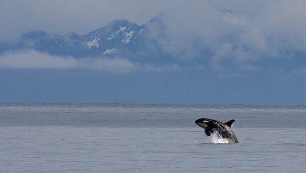 Orca in Kenai Fjords National Park - Sputnik International