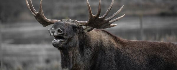 Moose Moose - Sputnik International