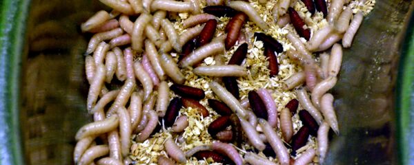 Maggots - Sputnik International
