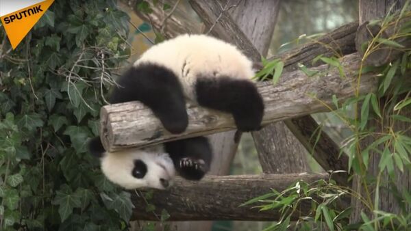 Vienna's 6-Month-Old Pandas Meet The Public - Sputnik International