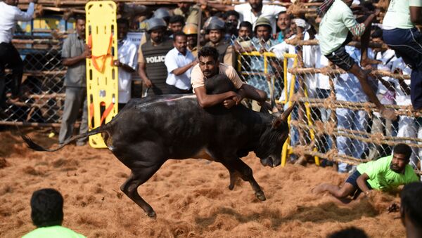 An Indian bull charges through a crowd of bullfighters during the annual Jallikattu bull-taming event in the village of Palamedu on the outskirts of Madurai on 9 February, 2017 - Sputnik International