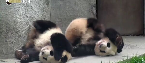 It itches! Check out these pandas enjoying a good scratch It itches! Check out these pandas enjoying a good scratch - Sputnik International