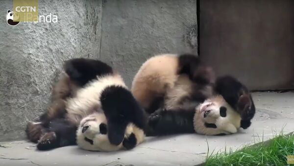 It itches! Check out these pandas enjoying a good scratch - Sputnik International