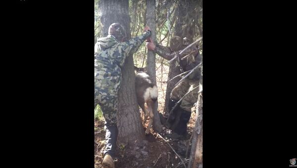 Deer Trapped Between Two Trees When Hunters Come to the Rescue - Sputnik International