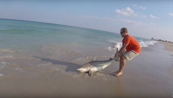 Man Rescues Shark from Fishing Line - Sputnik International