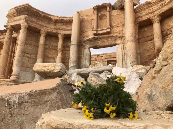 Palmyra recaptured by Syrian Arab Army backed by Russian Air Force Palmyra recaptured by Syrian Arab Army backed by Russian Air Force - Sputnik International
