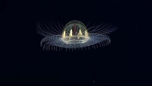 Cosmic Jellyfish Found Near American Samoa - Sputnik International