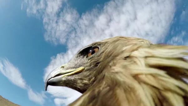 GoPro: Hunting a Fox From an Eagle's POV - Sputnik International