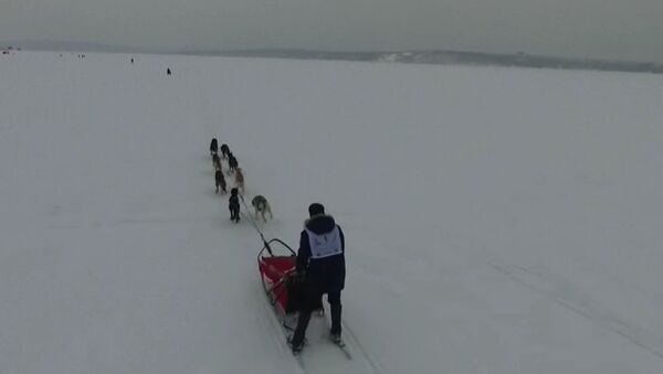 Baikal 2017 Sled Dog Race Kicks Off In Irkutsk - Sputnik International