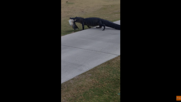 Alligator Strolls Through Golf Course with Dinner - Sputnik International