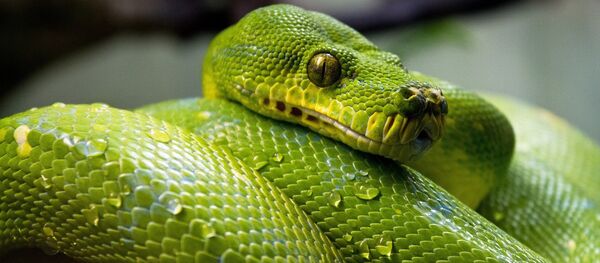 Snake Snake - Sputnik International