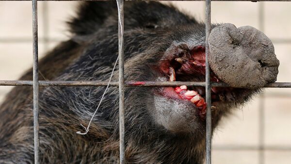 Wild boar is seen in a booby trap near a residential area in an evacuation zone near TEPCO's tsunami-crippled Fukushima Daiichi nuclear power plant in Tomioka town - Sputnik International