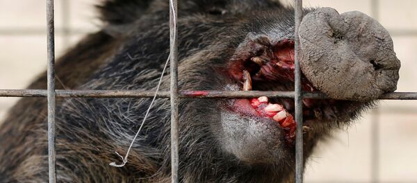 Wild boar is seen in a booby trap near a residential area in an evacuation zone near TEPCO's tsunami-crippled Fukushima Daiichi nuclear power plant in Tomioka town - Sputnik International