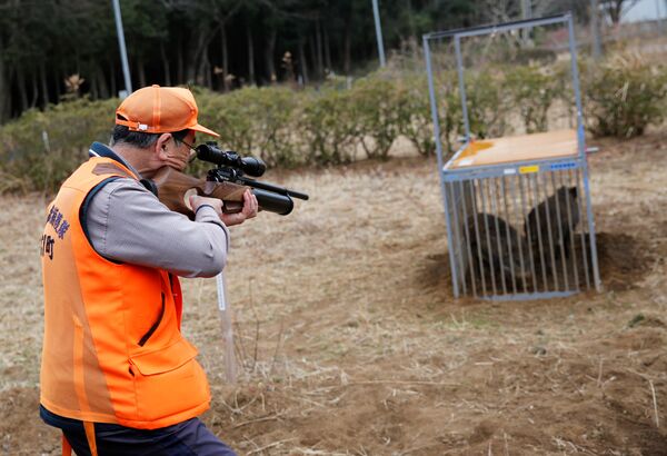 A member of Tomioka Town's animal control hunters group, holds a pellet gun to kill wild boars which are in a booby trap at a residential area in an evacuation zone near TEPCO's tsunami-crippled Fukushima Daiichi nuclear power plant in Tomioka town - Sputnik International