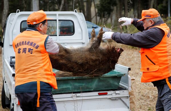 Members of Tomioka Town's animal control hunters group carry a wild boar which killed by a pellet gun in a booby trap, at a residential area in an evacuation zone near TEPCO's tsunami-crippled Fukushima Daiichi nuclear power plant in Tomioka town - Sputnik International