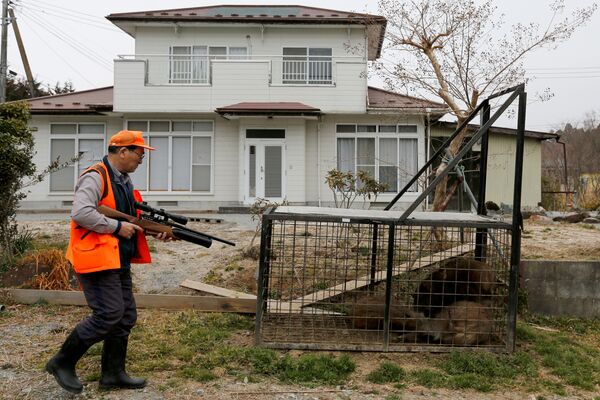 Wild boars are seen in a booby trap as a member of Tomioka Town's animal control hunters group, holds a pellet gun at a residential area in an evacuation zone near TEPCO's tsunami-crippled Fukushima Daiichi nuclear power plant in Tomioka town - Sputnik International