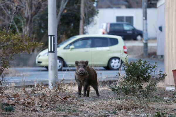 Wild boar is seen at a residential area in an evacuation zone near TEPCO's tsunami-crippled Fukushima Daiichi nuclear power plant in Namie town - Sputnik International