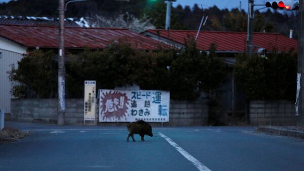 Wild boar walks on a street at a residential area in an evacuation zone near TEPCO's tsunami-crippled Fukushima Daiichi nuclear power plant in Namie town - Sputnik International
