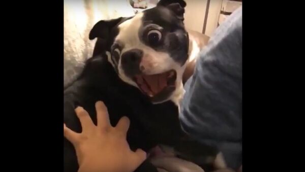 Scaredy dog gives the best 3 seconds! - Sputnik International