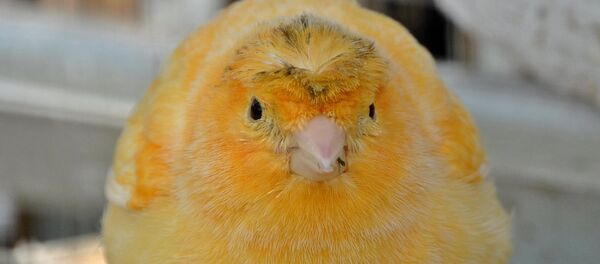 Canary - Sputnik International