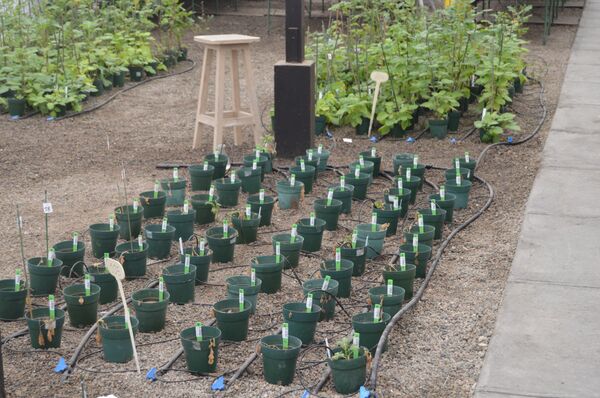 Despite the soil’s high salinity, two of the 75 potato breeds were able to produce tubers Despite the soil’s high salinity, two of the 75 potato breeds were able to produce tubers - Sputnik International